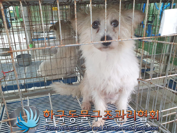 종료(안락사) 믹스…